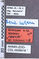 Etikette zu Abelater jaechi (NHMW-ZOO-COL-0008418)